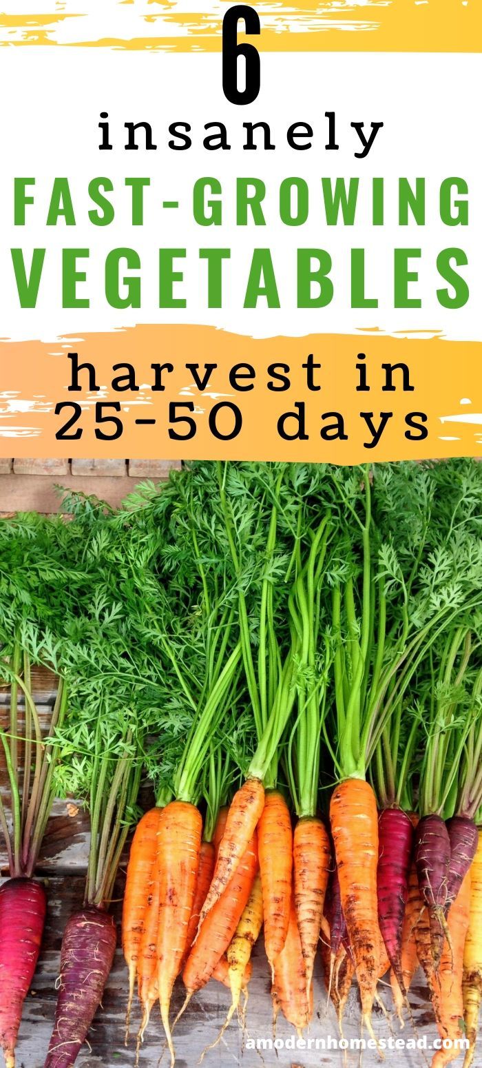 carrots and radishes with text that reads 6 insanely fast growing vegetables harvest in 25 - 50 days