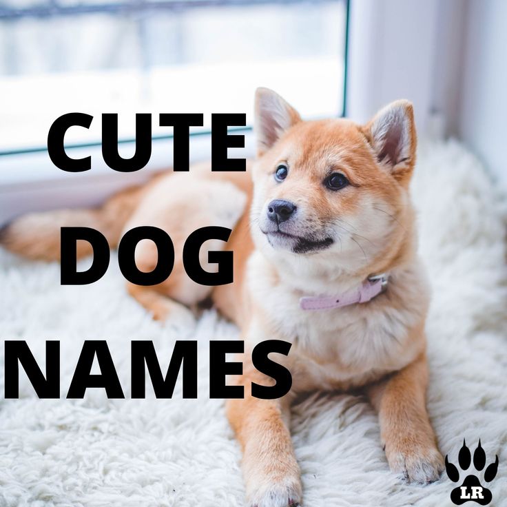 a brown dog laying on top of a white rug next to a window with the words cute dog names below it