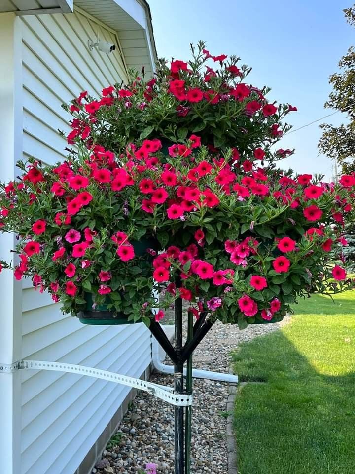 pink flowers are growing in a pot on the side of a house