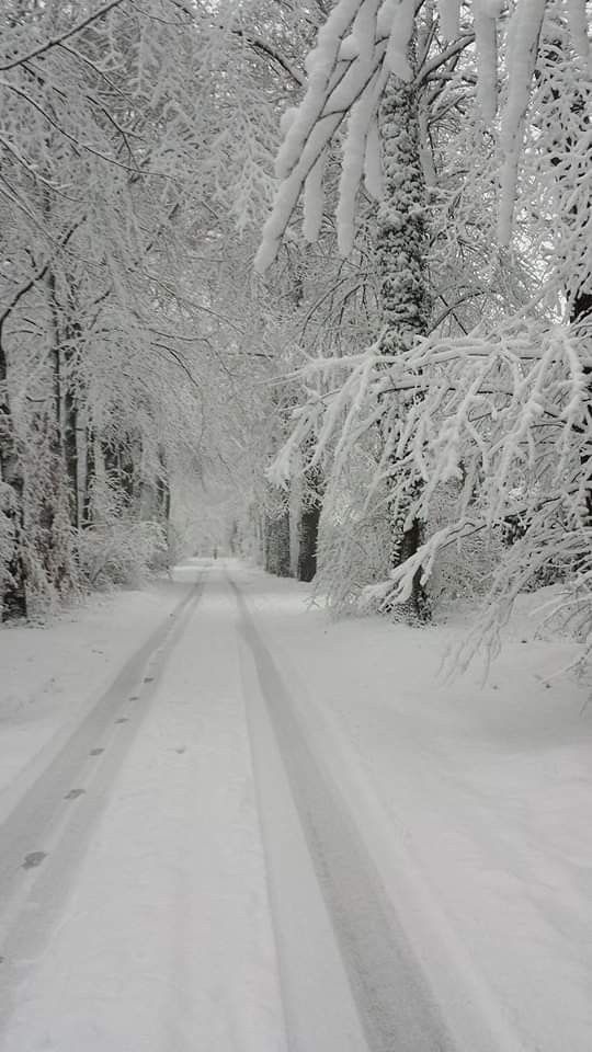 a snow covered road surrounded by trees and bushes