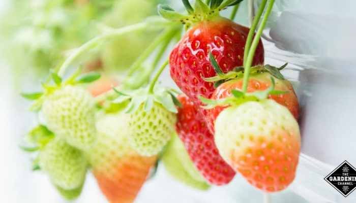 four strawberries are hanging from the side of a wall