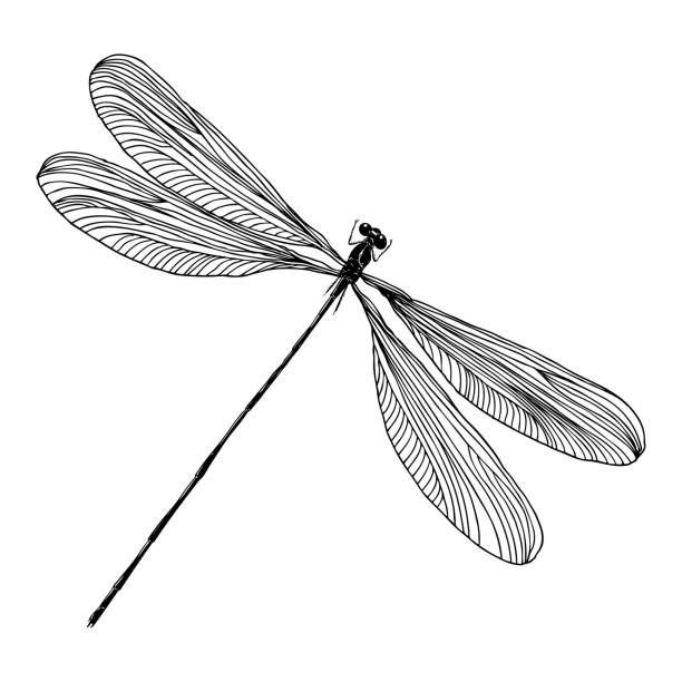 a black and white drawing of a dragonfly