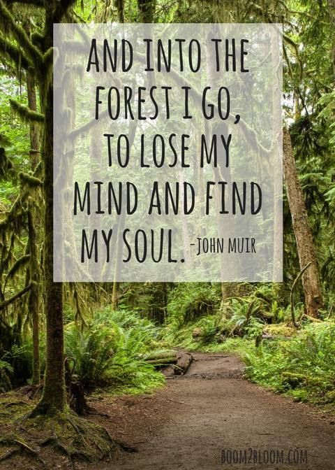 Nature Quotes Trees, Forest Quotes, Citation Nature, Music Quotes Deep, Into The Forest I Go, Into The Woods Quotes, John Muir Quotes, Quotes Nature, Motivation Positive