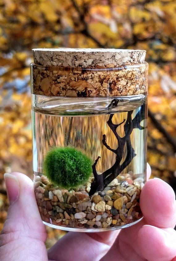 a person holding up a glass jar filled with plants and rocks in front of a tree