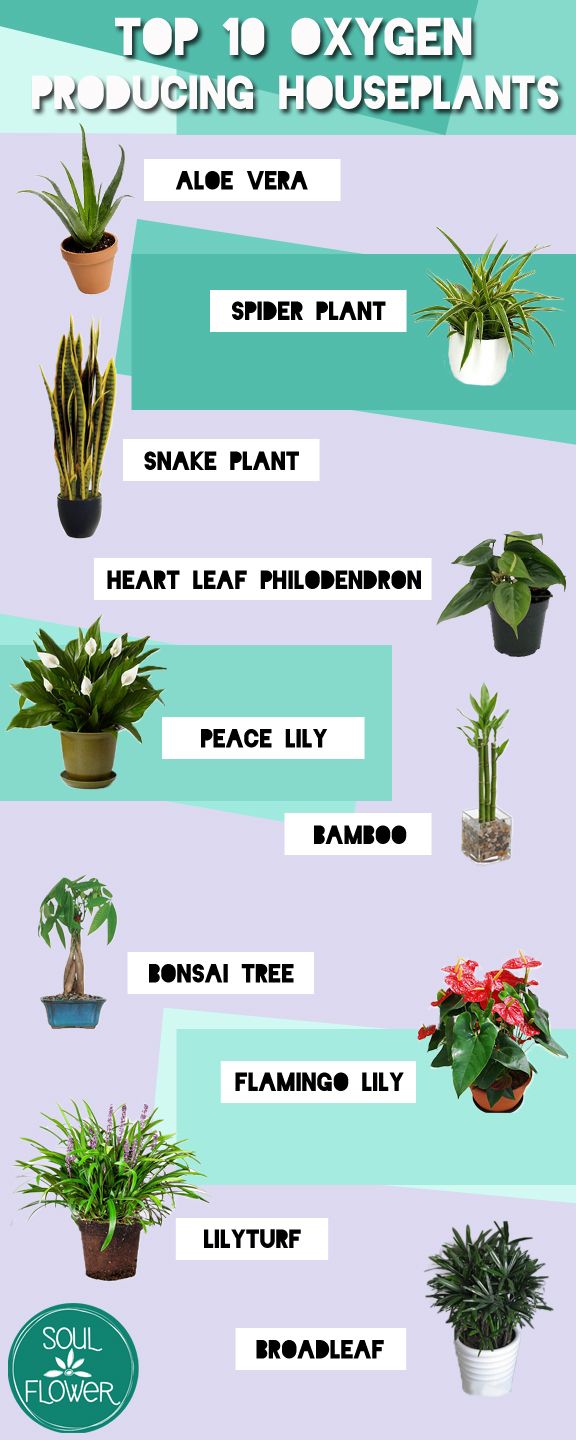 the top ten houseplants for beginners to grow in their own garden area