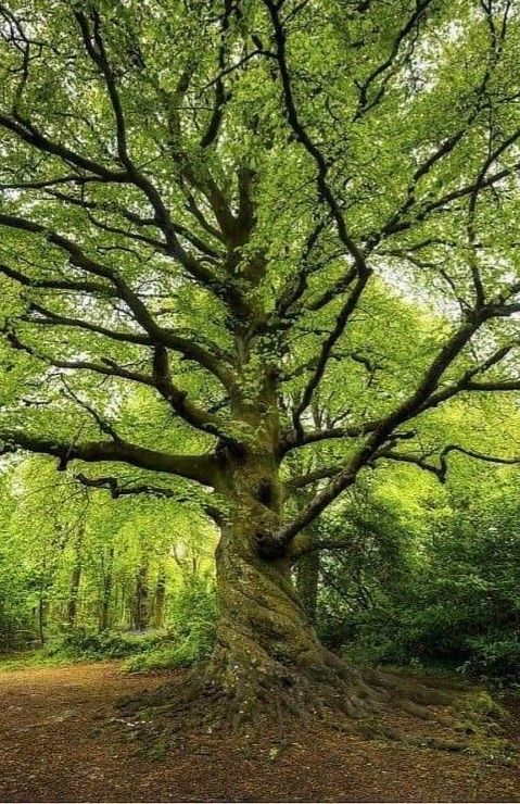 an old tree in the middle of a forest with lots of green leaves on it