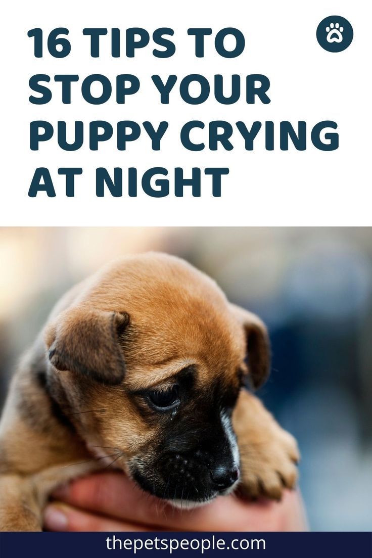 Even though your puppy crying at night may make your heart sink, just know that it’s normal. Here are the top 16 tips to stop your puppy from crying at night. Follow them and you’re good to go! Pomeranian Puppy Training, First Night With Puppy, Dog Boutique Ideas, Dog Training At Home, Dog Whining, Dog Crying, Puppy Barking, Crying At Night, Heart Sink