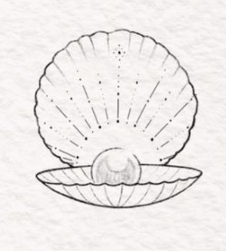 a drawing of a seashell in a bowl