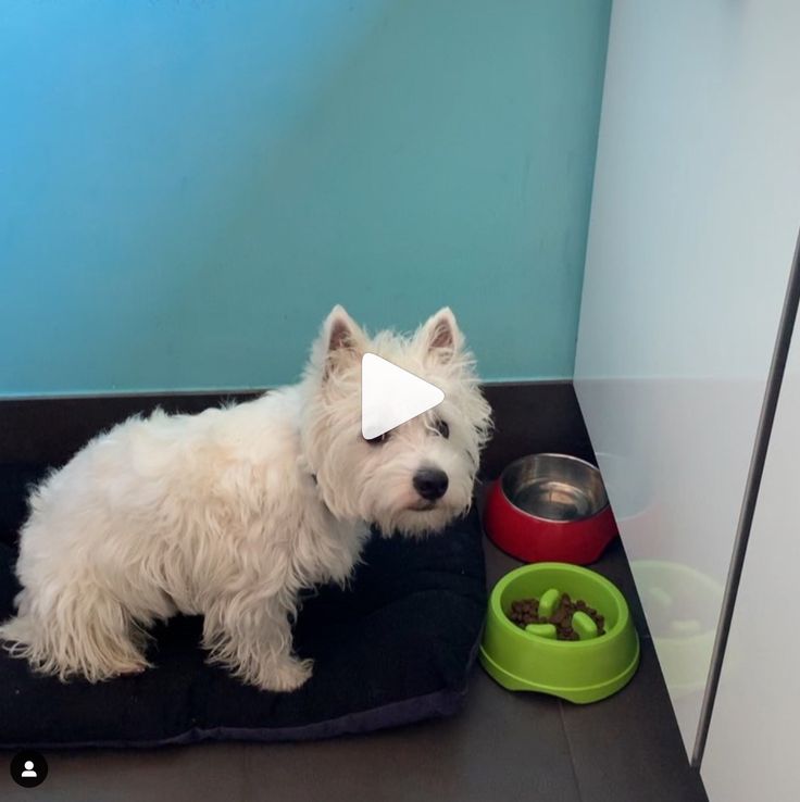 a small white dog sitting on top of a black mat next to a bowl and food dish