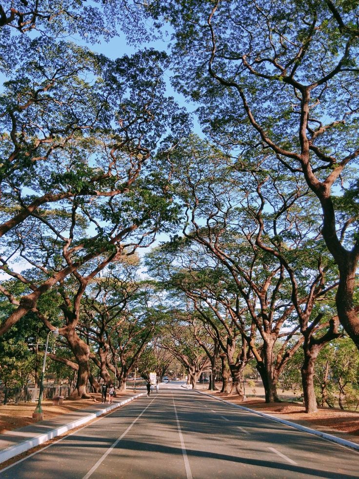 the road is lined with trees on both sides