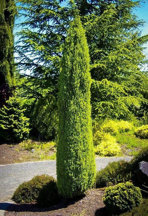 a very tall green tree sitting in the middle of a park next to a road