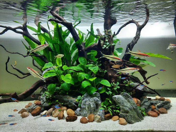 an aquarium filled with plants and rocks