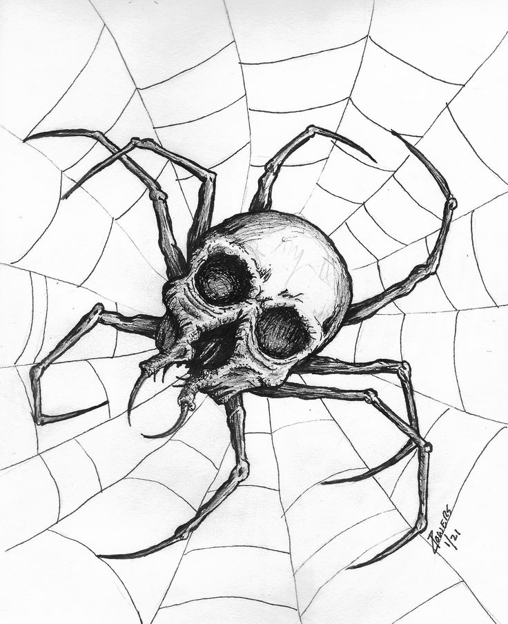 a drawing of a spider with a skull on it's back