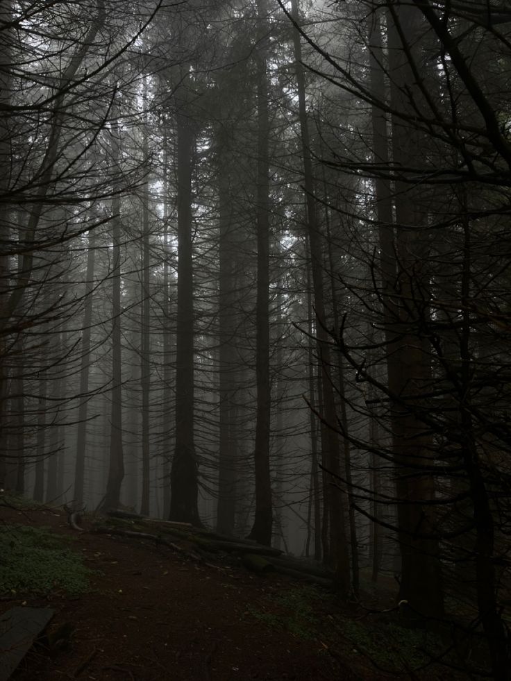 a dark forest with lots of trees in the middle of it and fog on the ground