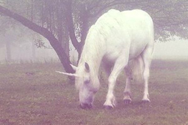 a white horse grazing in the grass near a tree on a foggy, overcast day