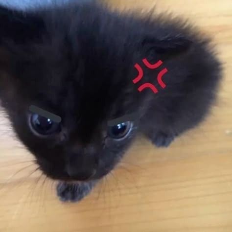 a small black kitten sitting on top of a wooden floor