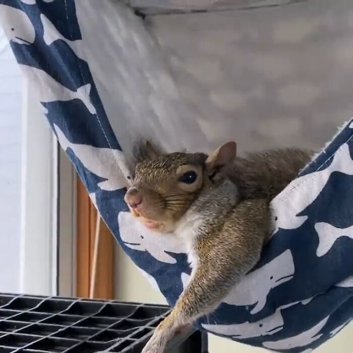 a squirrel sitting on top of a blue and white hammock hanging from the ceiling