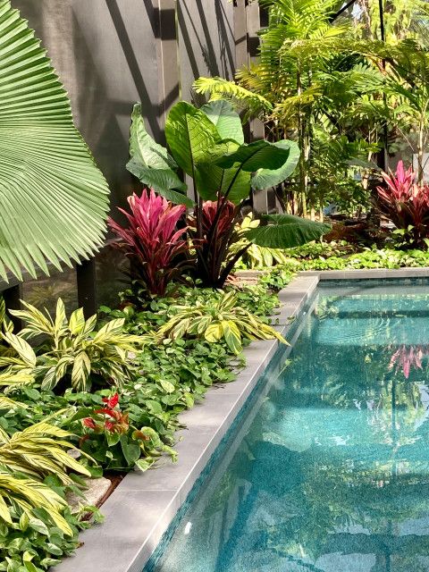 an outdoor pool surrounded by tropical plants and trees