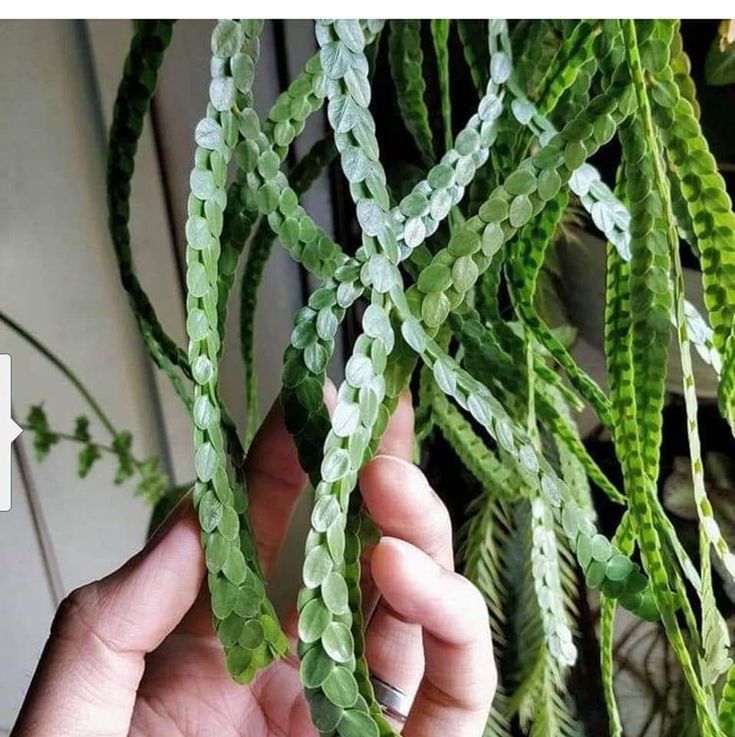 a person is holding some plants in their hand