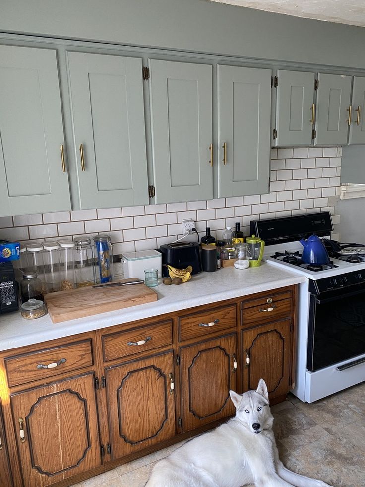 a white dog laying on the floor in a kitchen next to a stove top oven