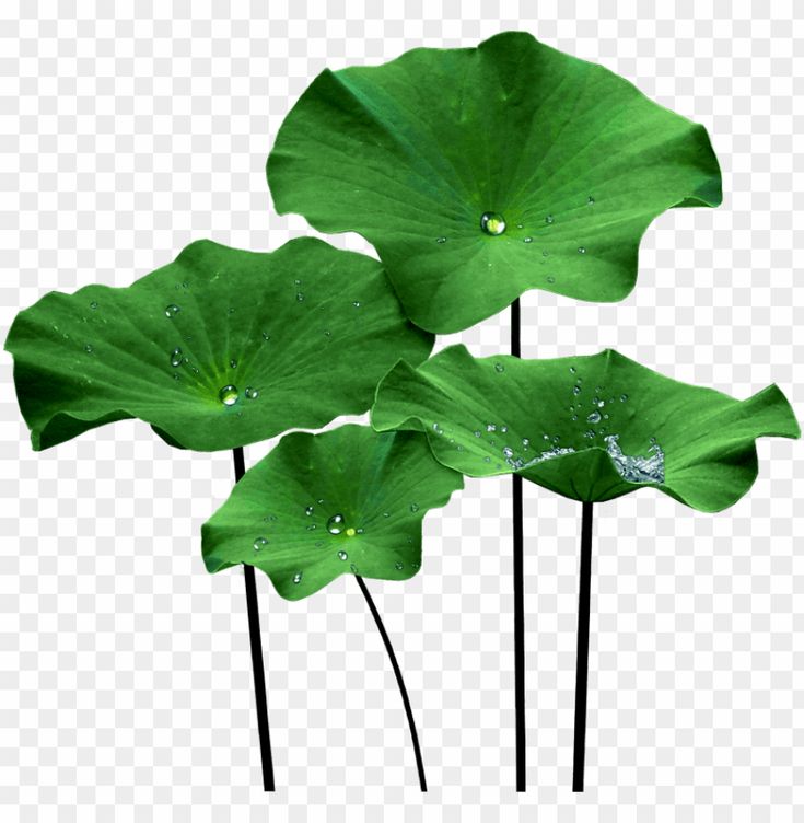 three large green leaves with water droplets on them