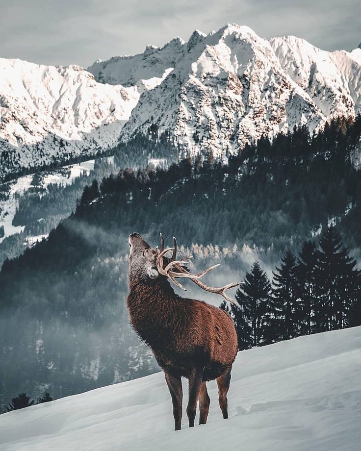 a deer standing on top of a snow covered slope with mountains in the back ground