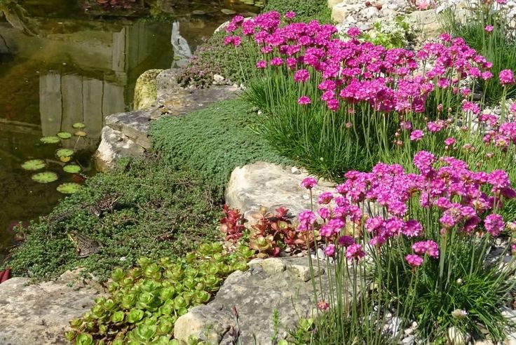 pink flowers are growing on the rocks next to a pond