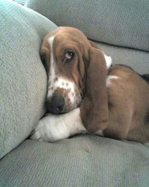 a brown and white dog laying on top of a couch