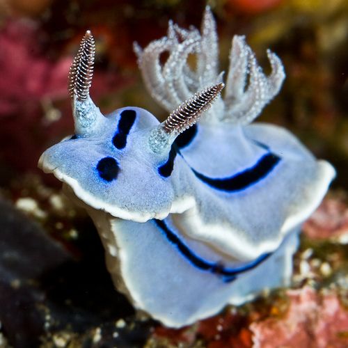 a blue and white sea slug with black stripes on its head, sitting on some coral