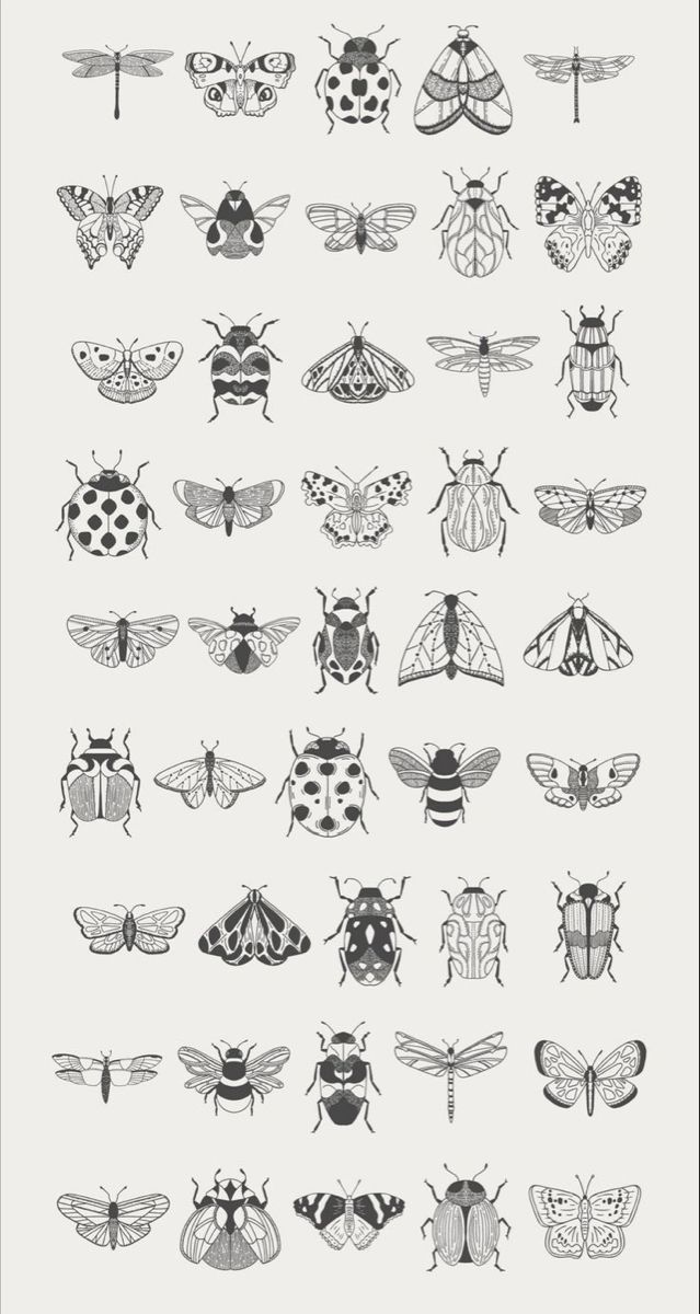 the different types of bugs are shown in black and white