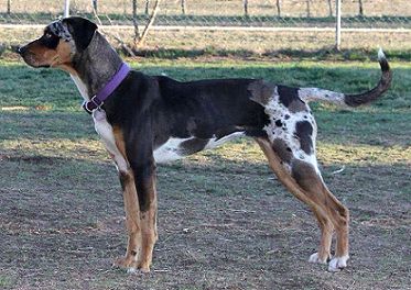 a black and brown dog standing on top of a grass covered field