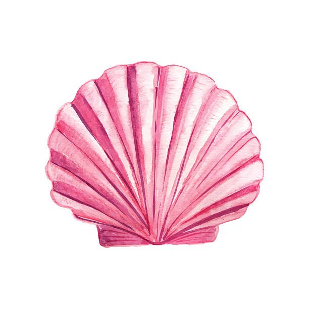 pink scallop shell watercolor painting on white background stock photo - image 3479