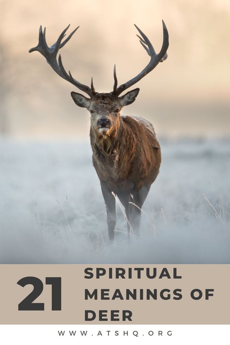 a deer standing in the middle of a field with text overlay that reads, 21 spiritual meaningss of deer