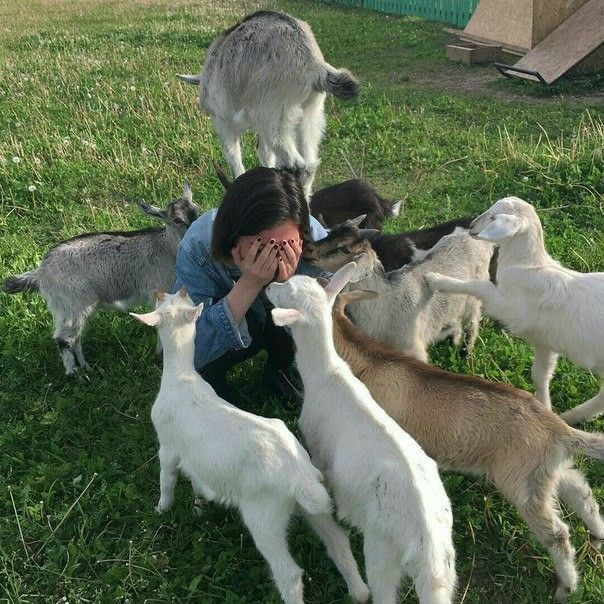 a woman sitting in the grass with several goats around her and one is covering her face