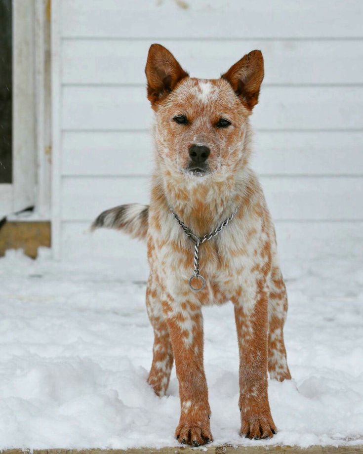 a brown and white dog standing in the snow