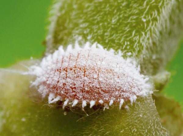 a close up view of some white stuff on a green plant