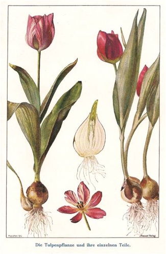 an illustration of tulips and other flowers with roots