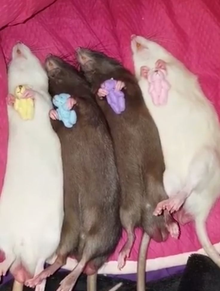 three rat mice are sleeping together on a pink bed sheet with stuffed animals pinned to their backs