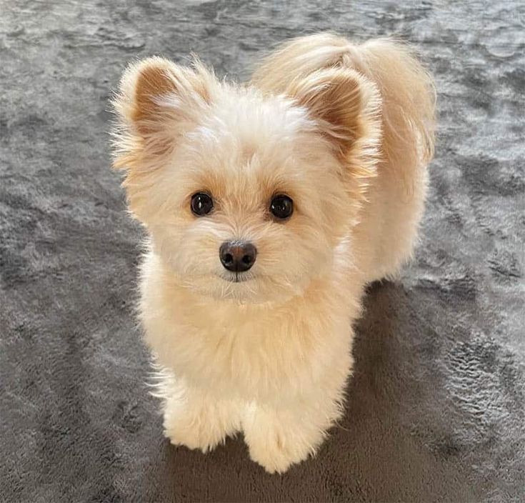 a small white dog standing on top of a carpet