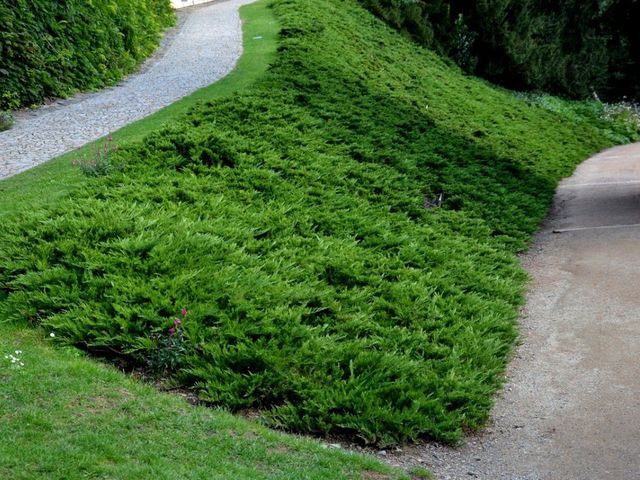 green plants growing on the side of a road next to a park bench and walkway