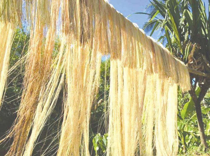 some very long hair hanging from a tree