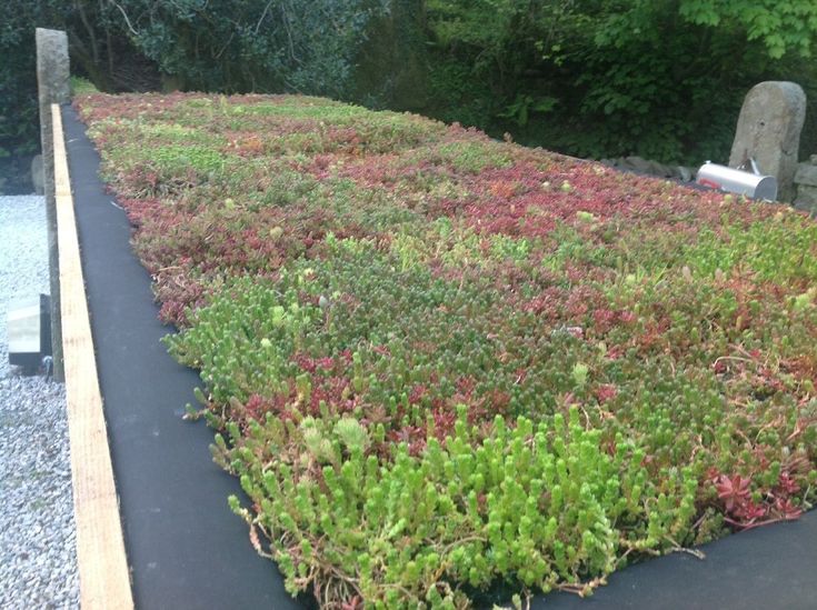 a green roof with various plants growing on it