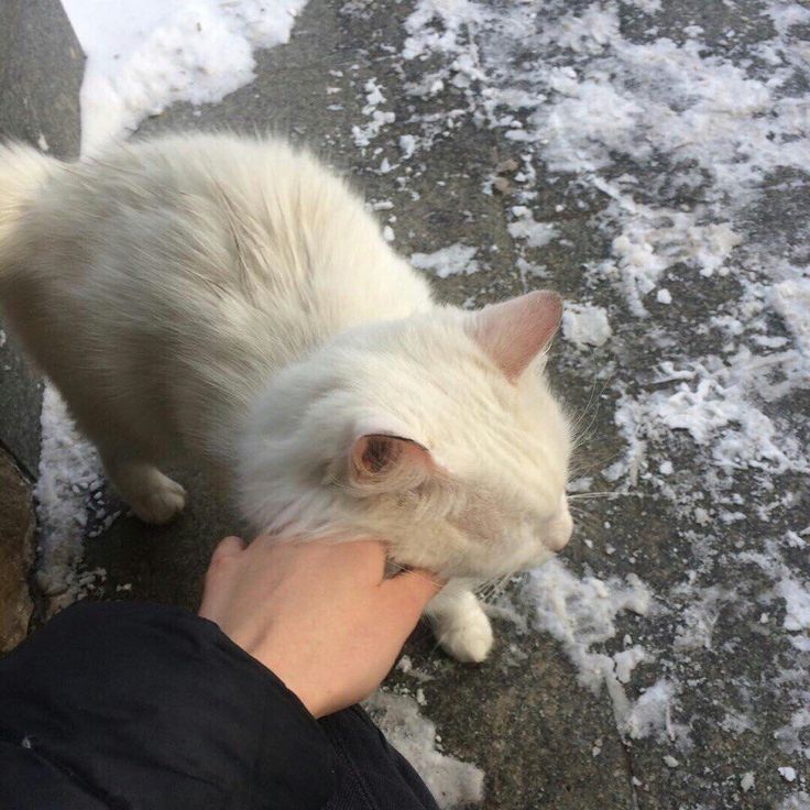 a white cat standing on top of snow covered ground next to a person's hand