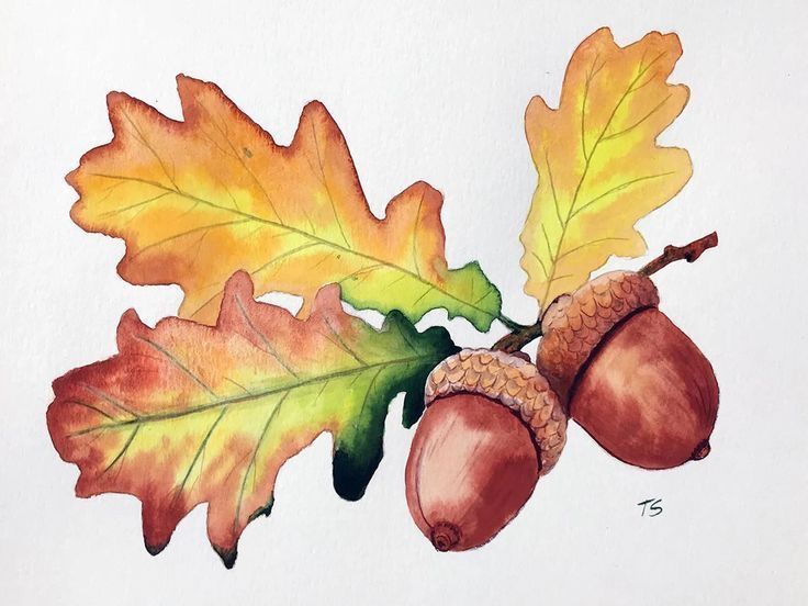 an acorn and oak leaf are depicted in this drawing