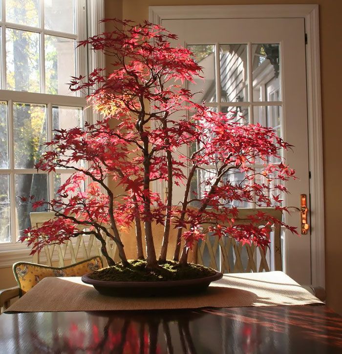 a bonsai tree sitting on top of a wooden table in front of a window