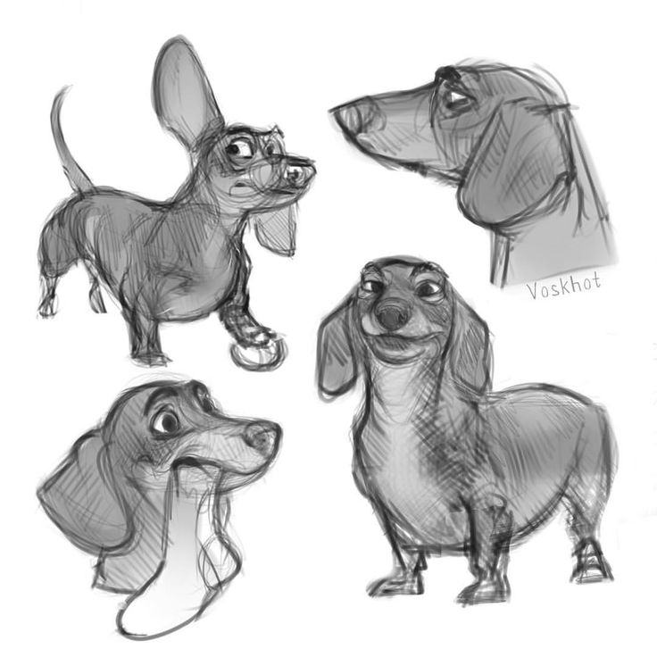 sketches of dachshund dogs from the animated movie lady and the tramp