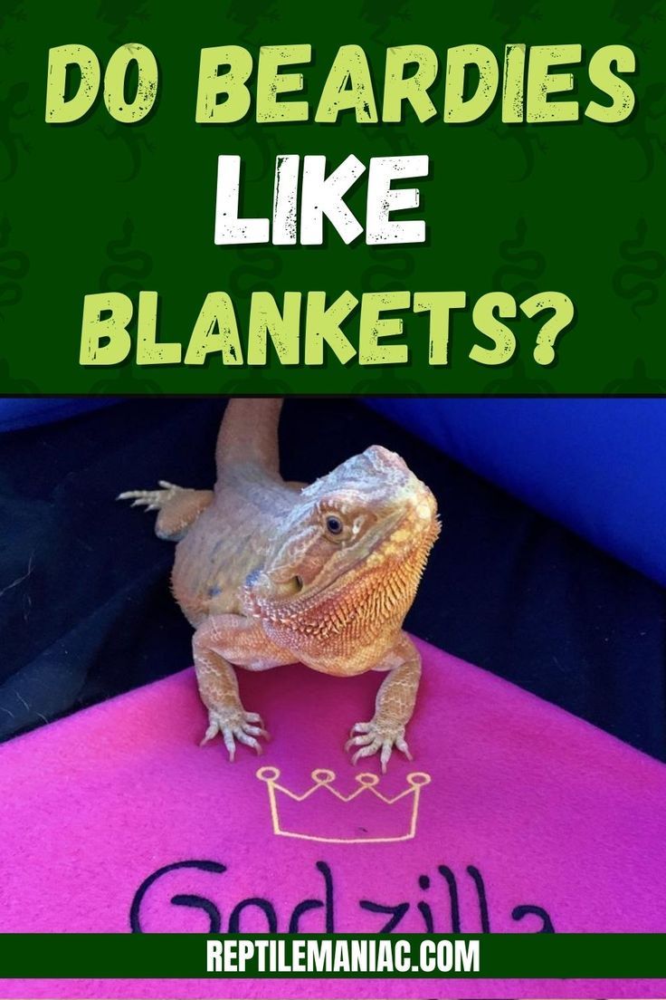 a lizard sitting on top of a pink blanket with the words do beardedies like blankets?