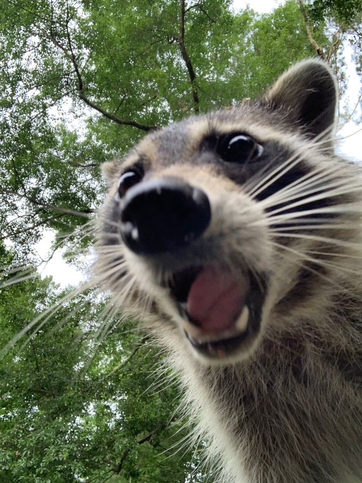 a raccoon looking up at the camera with its mouth open