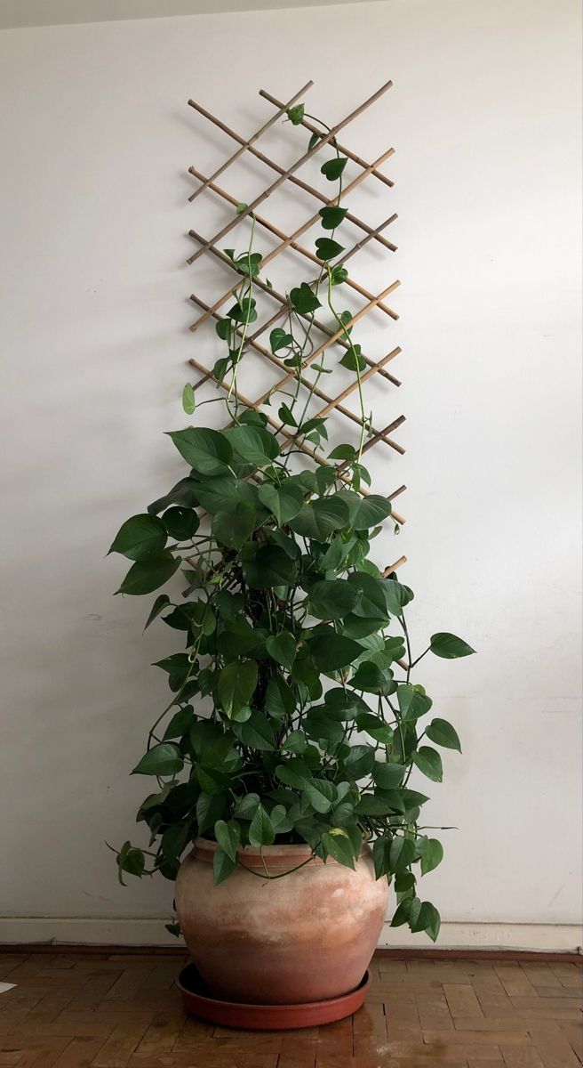 a potted plant sitting on top of a wooden floor next to a white wall