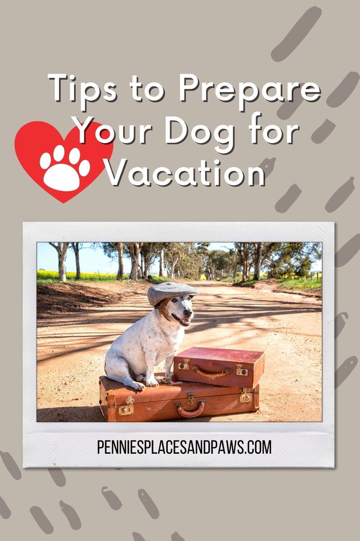 a dog sitting on top of luggage with the words tips to prepare your dog for vacation